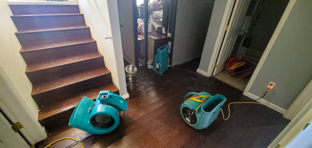 Best Mold removal after water damage  in El Jon, CA
