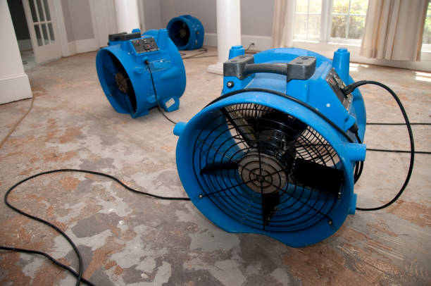 Best Professional water damage repair  in El Jon, CA